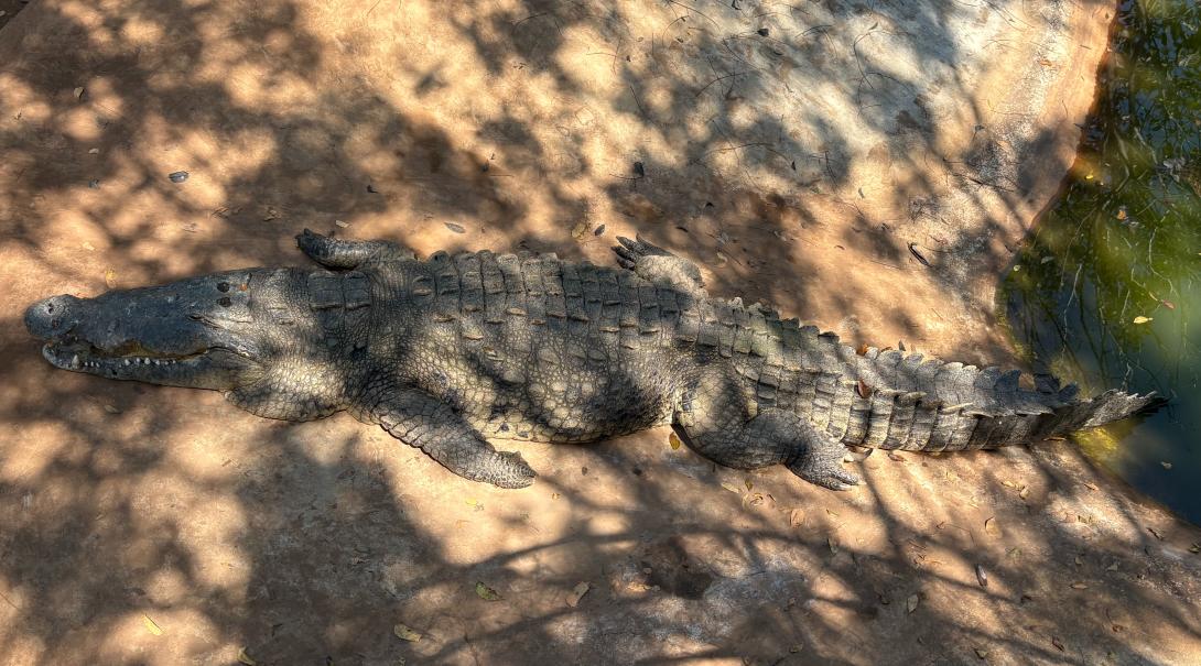 Crocodile at the crocodile sanctuary